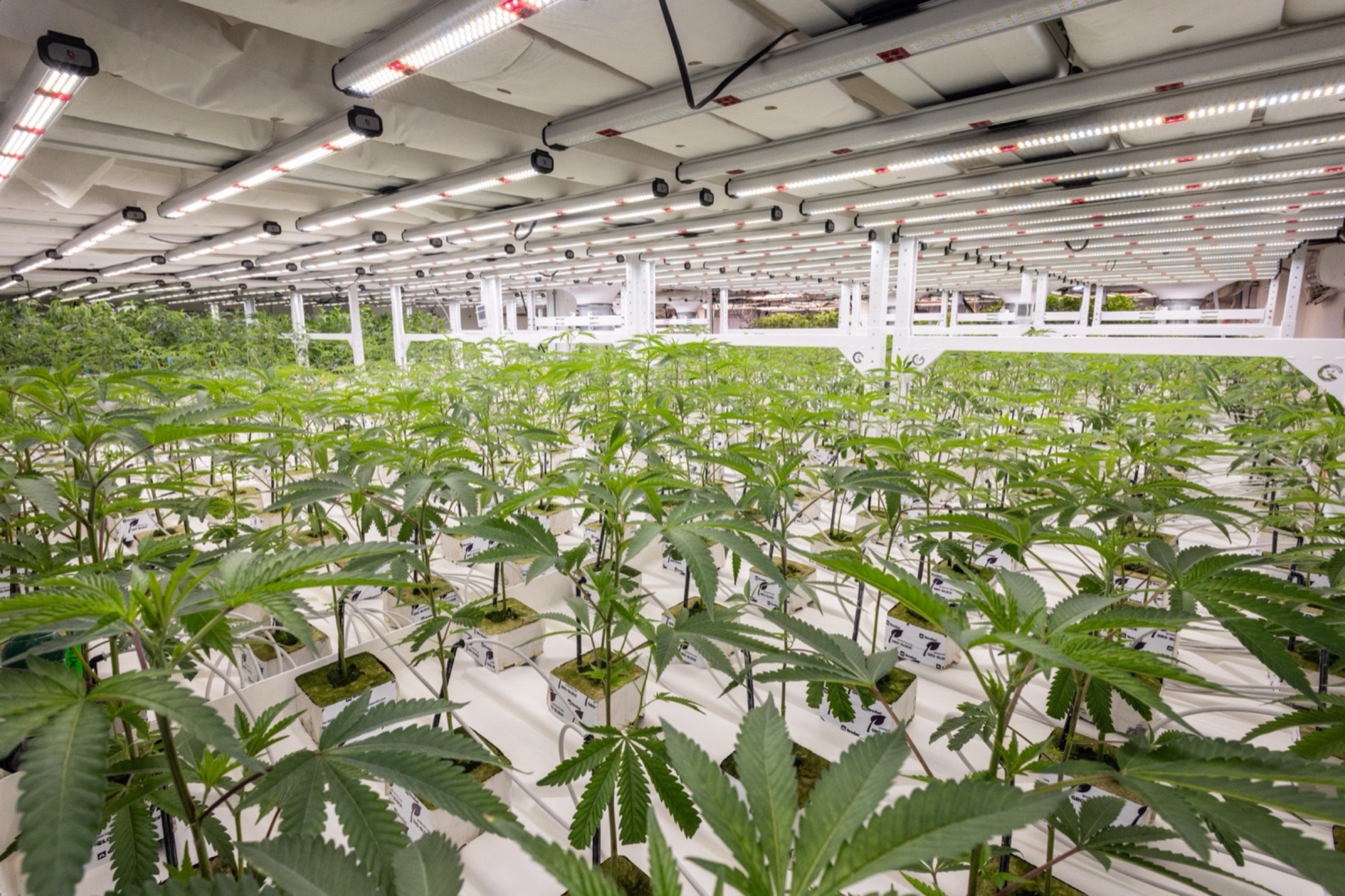 The Grow